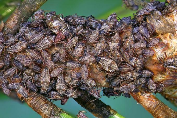 Bladlus udskiller honningdug på en plante