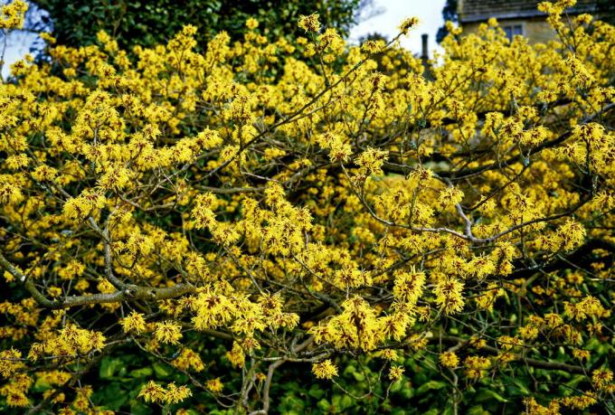 Хамамелис сорт Pallida жълти цветя