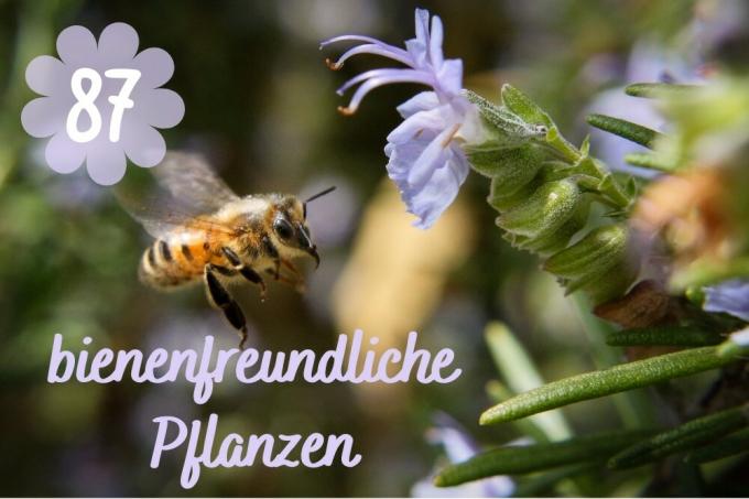 ミツバチにやさしい植物のタイトル