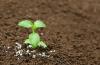 The 5 most common mistakes when fertilizing