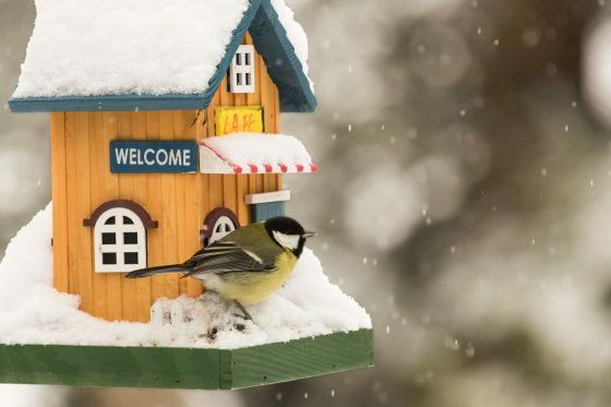 Construisez votre propre mangeoire à oiseaux: instructions, idées et exigences