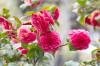 Camellia japonica: šķirnes un citas kamēlijas sugas