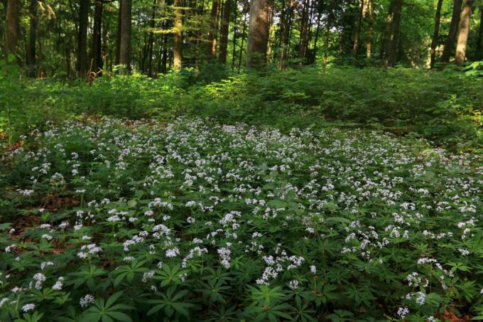 Woodruff covering the forest floor