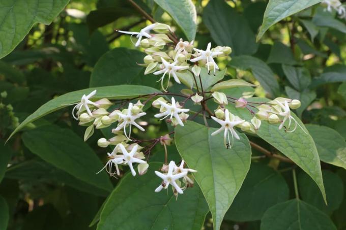 Likimo medis – Clerodendrum thomsoniae – likimo medis