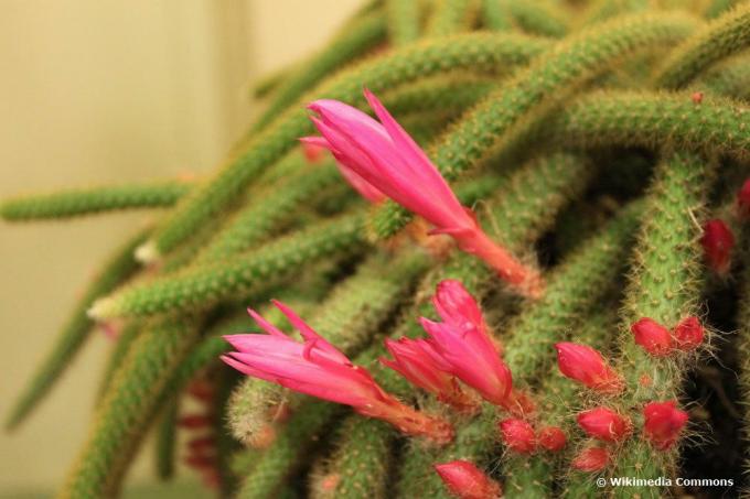 Whip cactus, Aporocactus flagelliformis