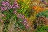 Φθινοπωρινά πολυετή φυτά: τα πιο όμορφα για τον κήπο και το μπαλκόνι