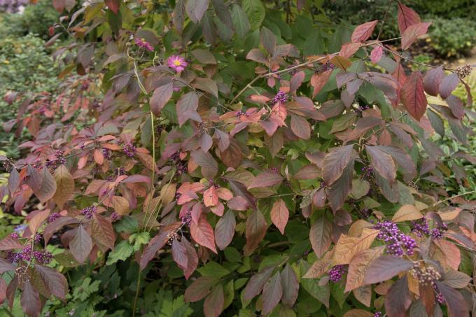 podzimní barevné krásné ovocné listy