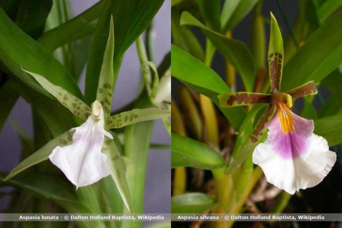 Видове орхидеи, Aspasia