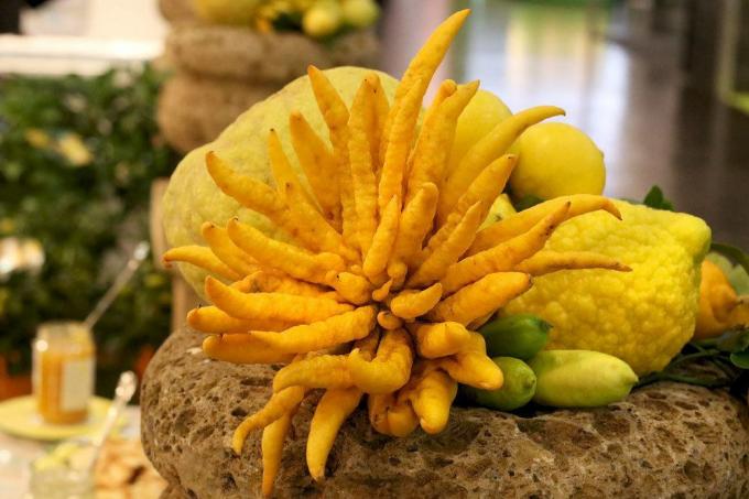 Citron citron aussi appelé main de Bouddha