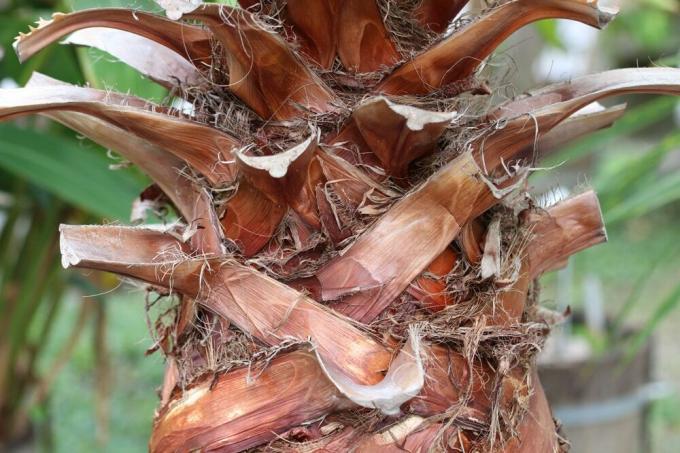 Washingtonská palma - Washington robusta