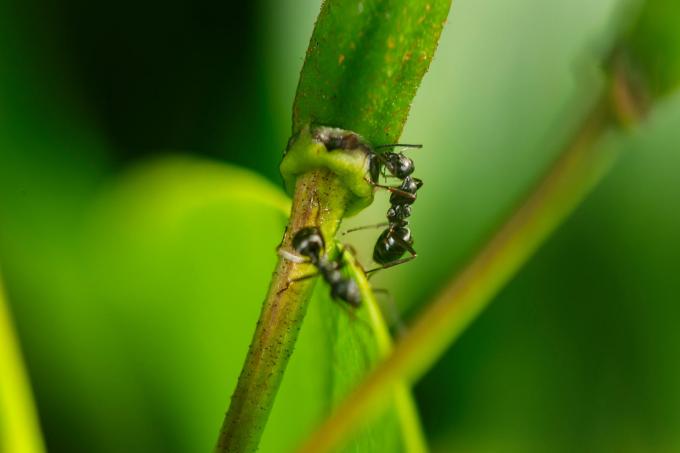 rhododendron ants