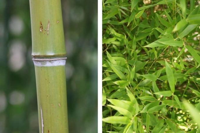 Bambu Fargesia (Fargesia)