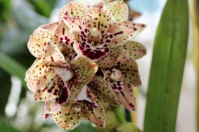 Gula blad-bruna fläckar på orkidéer