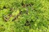 الصفصاف القزم ، Salix arbuscula: شجرة الصفصاف من الألف إلى الياء