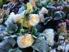 Violetas com chifres: variedades resistentes e época de floração