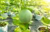 Jenis dan varietas melon: Menanam melon di Jerman