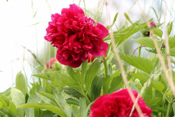 Peonies contain toxic substances
