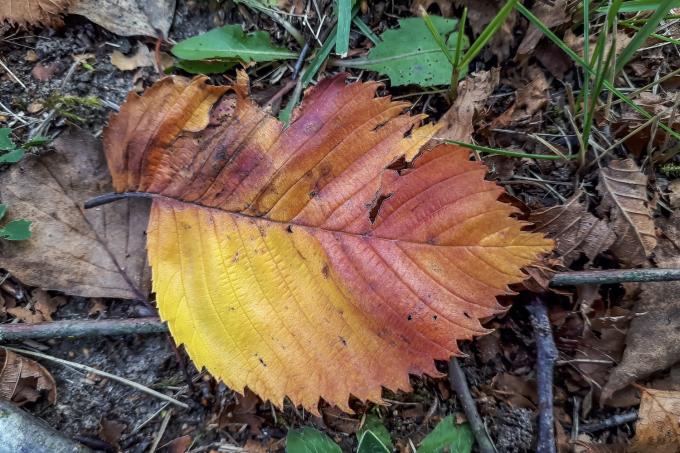 разноцветные осенние листья