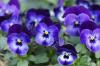 Violette cornute: varietà rustiche e tempo di fioritura