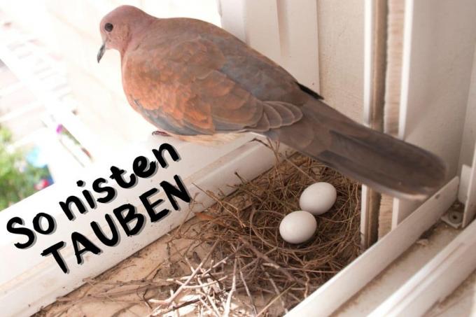 Recognize pigeon nest