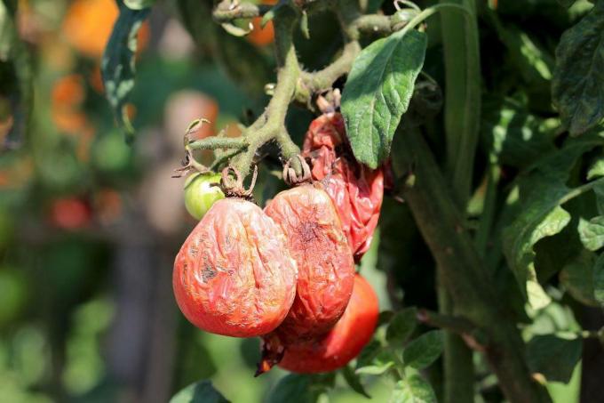dried tomatoes on a tomato plant