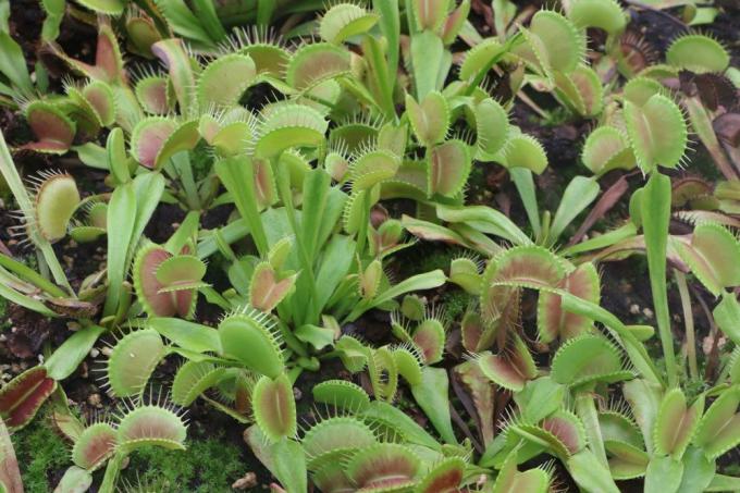 Venus flytrap grows up to 25 centimeters high