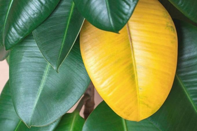 Yellow leaf on rubber tree