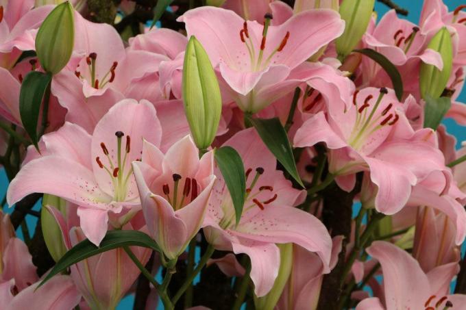Lilies with pink flower color