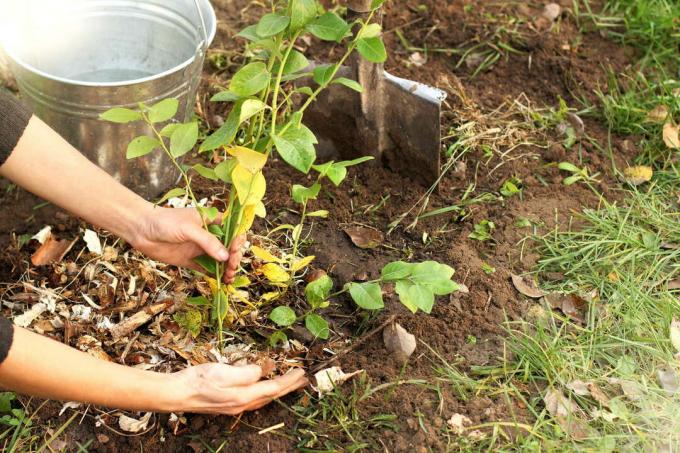 ブルーベリーを植えるときのマルチング肥料を植える手バケツスペード