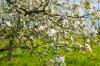 Æbletræsblomst: Ingen blomstrings- eller frostskader