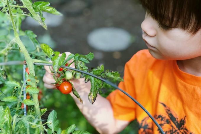 Tomatoes, child, raised bed