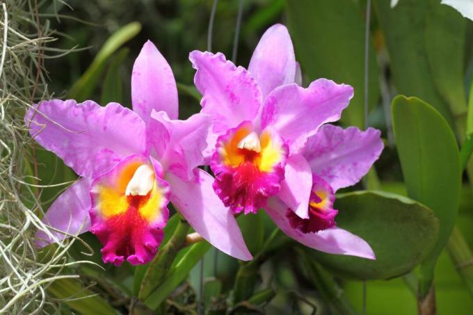 Cattleya orkidé