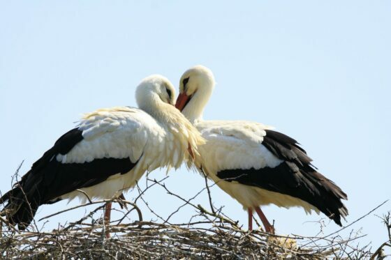 Bird mating: courtship behavior, mating season & breeding season