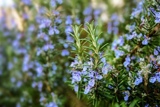 Rosemary dengan bunga biru