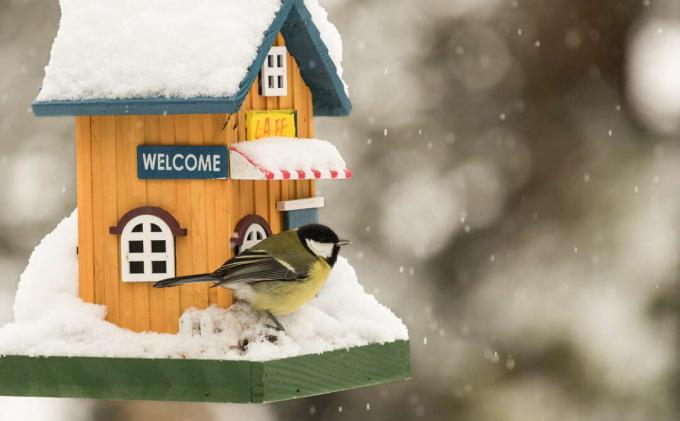 Chickadee s dřevěným domem v zimním období v zahradě