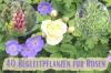 Ruusujen yhdistäminen: 40 ihanteellista seurakasvia