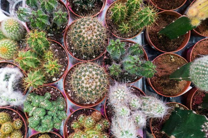 Cumpărați soiuri de specii de cactusi suculente în ghivece