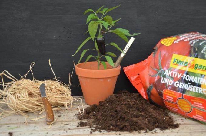 Plante de piment avec de la terre