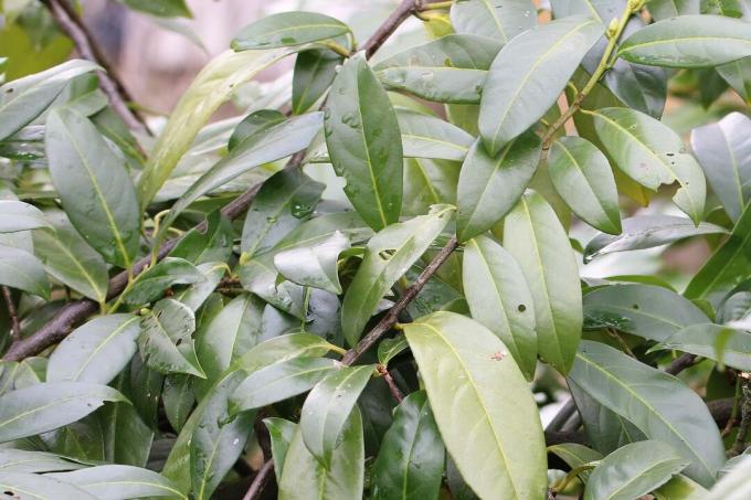 Cereza Laurel - Laurel Cereza - Prunus laurocerasus