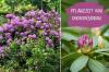 Momento de siembra del rododendro: ¿cuándo es ideal?