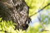 Большой пестрый дятел: гнездо, еда и песни большого пестрого дятла