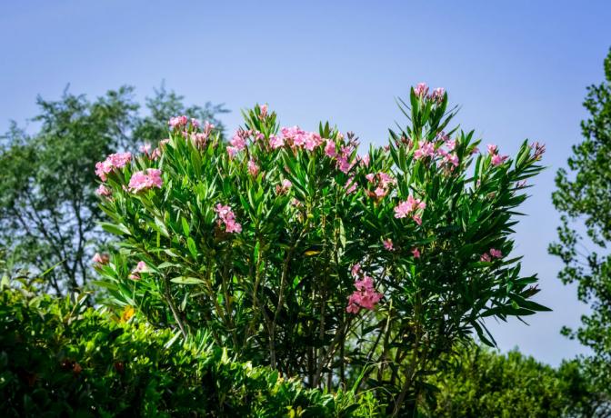 Oleanderbusk med blomster