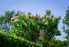 Az oleander gondozása: metszés, trágyázás és társai