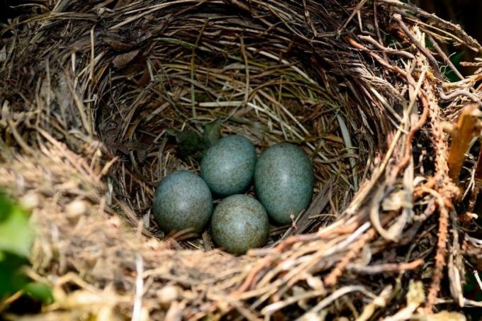 Идентифицирайте яйцата на кос в гнездото