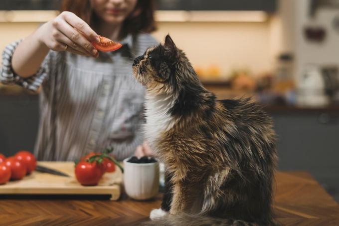 חתיכת עגבניה חתול
