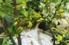 עלים צהובים על עץ הלימון: סיבות וטיפול