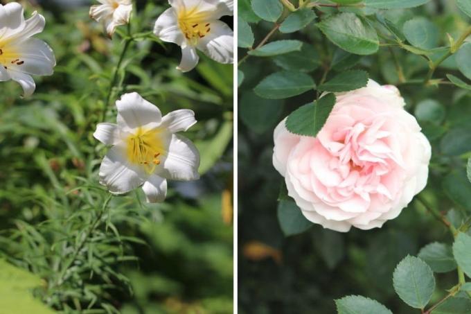 Karališkoji lelija (Lilium regale) ir rožė „Aspirinas“.