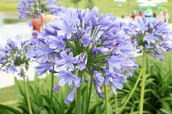 African African Lily (Agapanthus africanus)