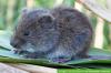 Mössarter i Tyskland: 20 inhemska möss