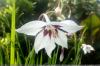 Tähtgladiool, Gladiolus murielae: hooldus A-Z